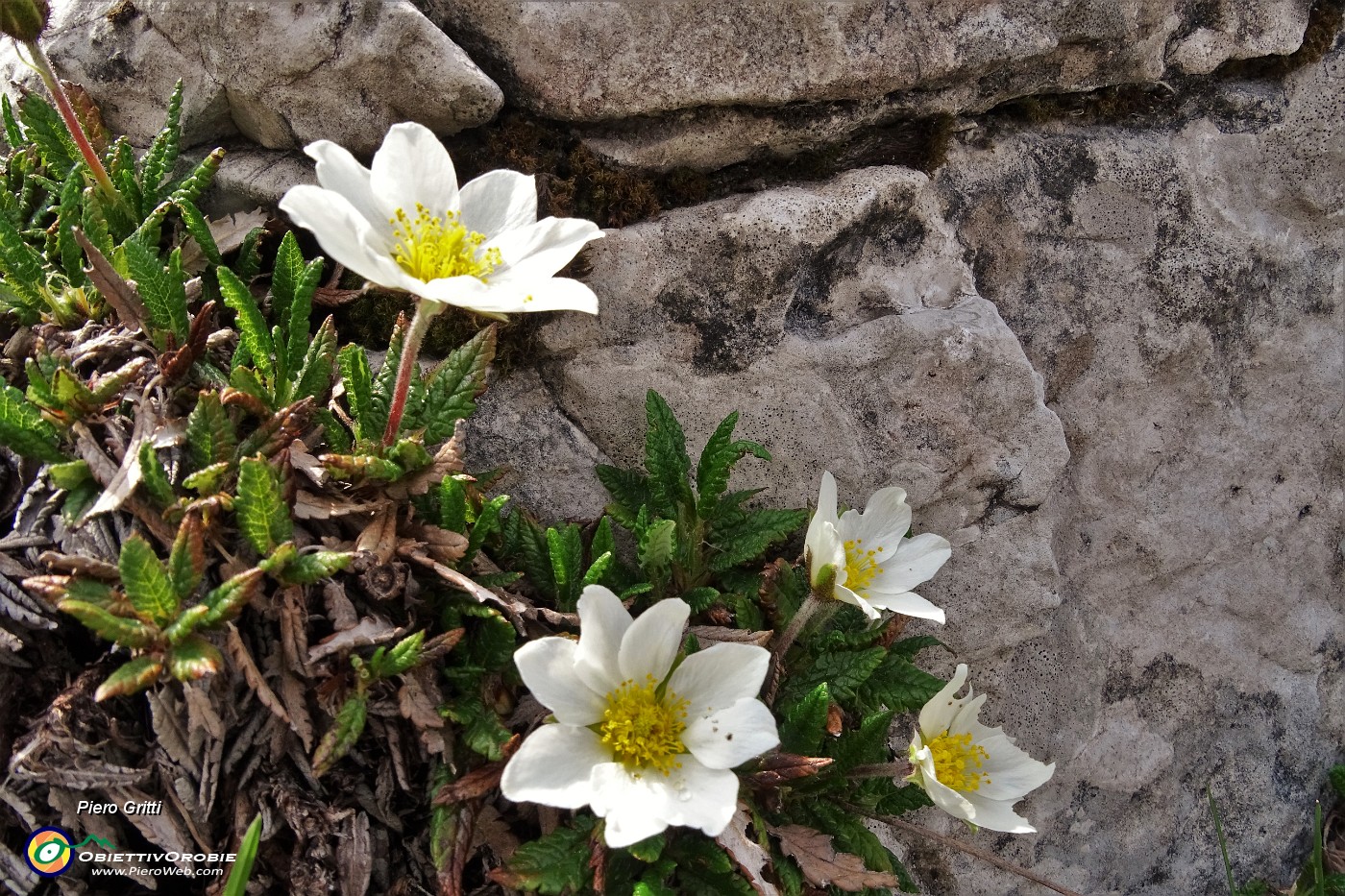 28 Dryas octopetala L. - Camedrio alpino.JPG